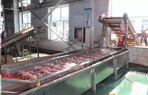 萬通蒙根花食品加工廠進行脫水蔬菜生產 番茄